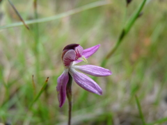 Caladenia bartlettii