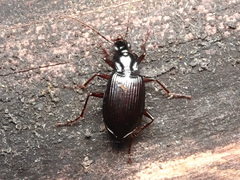 Limodromus assimilis