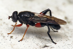 Chalcosyrphus valgus