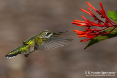 Archilochus colubris