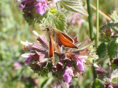 Thymelicus sylvestris