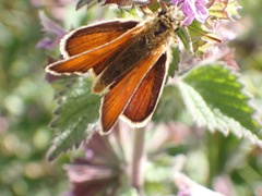 Thymelicus sylvestris