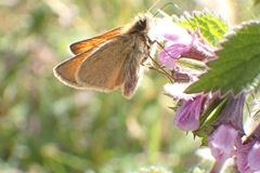 Thymelicus sylvestris