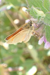 Thymelicus sylvestris