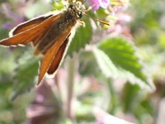 Thymelicus sylvestris