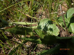 Alepidea setifera