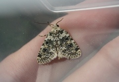 Bryophila domestica