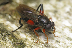 Chalcosyrphus valgus