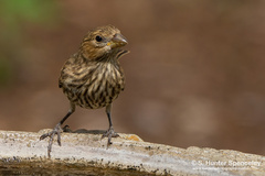 Haemorhous mexicanus