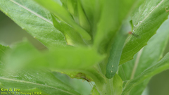 Oecanthus longicauda