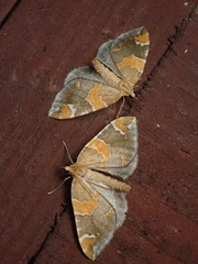 Eulithis pyropata