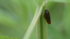Eoscarta assimilis