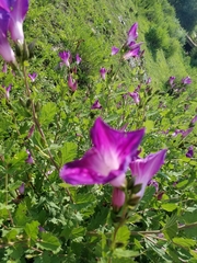 Ipomoea tacambarensis