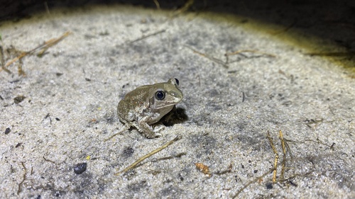 Pallas' Spadefoot, Pelobates vespertinus