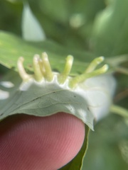 Craneiobia tuba
