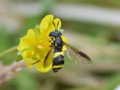 Chrysotoxum bicinctum