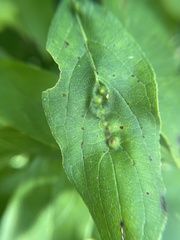 Craneiobia tuba