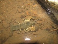 Austropotamobius fulcisianus