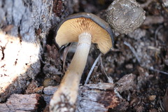 Armillaria fumosa