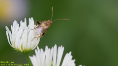 Stictopleurus minutus
