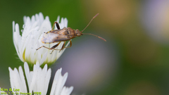 Stictopleurus minutus
