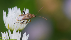 Stictopleurus minutus