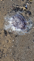 Cyanea lamarckii