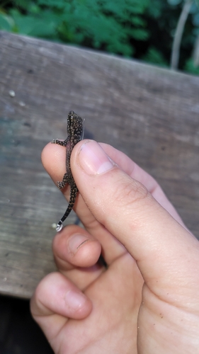 Honduras Leaf-toed Gecko