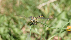 Gomphus pulchellus