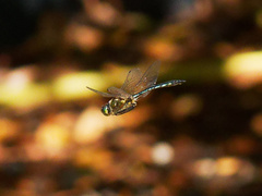 Somatochlora meridionalis