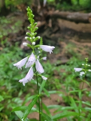 Physostegia angustifolia