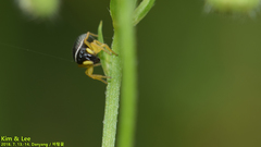 Heliophanus ussuricus