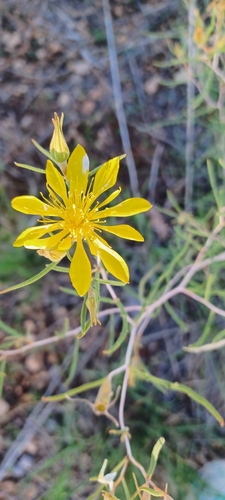 Upper Alamo Trail