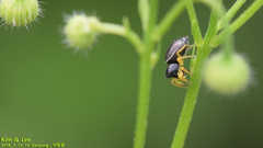 Heliophanus ussuricus