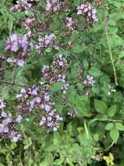 Origanum vulgare