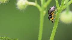 Heliophanus ussuricus