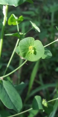 Tithymalus