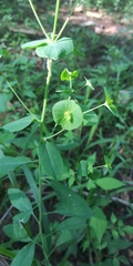 Tithymalus