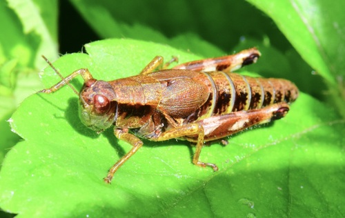 Green-legged Grasshoppers photo 5
