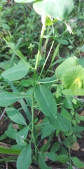Tithymalus
