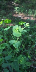 Tithymalus