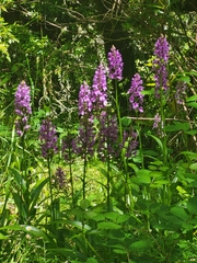 Dactylorhiza foliosa image