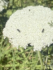 Hylaeus communis