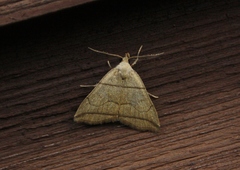 Herminia grisealis