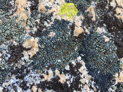 Lecanora sierrae