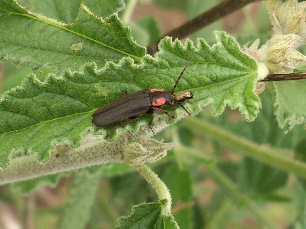 Discodon normale