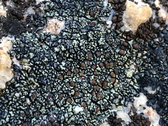 Lecanora sierrae