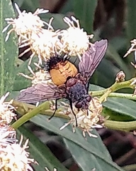 Protodejeania echinata