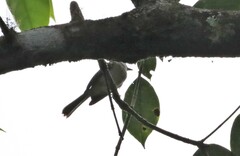 Phylloscartes superciliaris