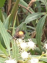 Protodejeania echinata